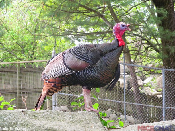 I don’t know if the turkey was authorized, but she was hanging out on a rock near the Barbary Sheep