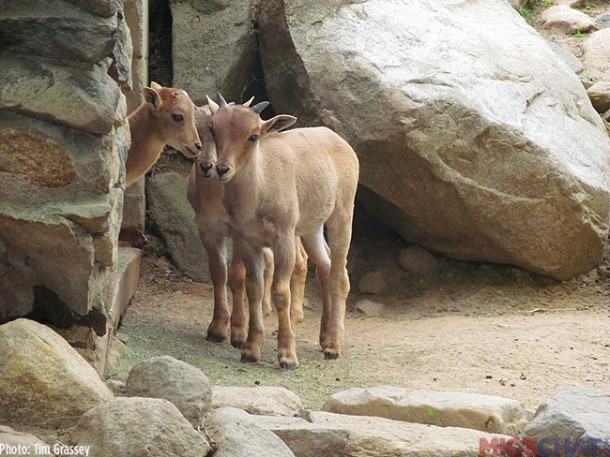 Baby Barbary Sheep