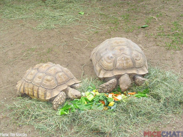 A zookeeper was feeding the Sucata Tortoises when we arrived