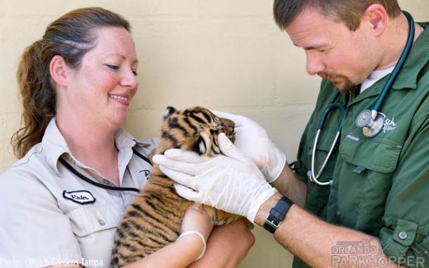 BGT-Malayan-Tiger-Cubs-2