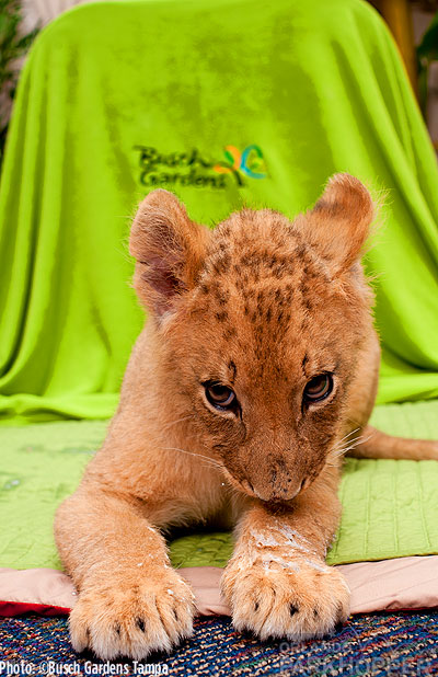 Lion-Cubs---Busch-Gardens-Tampa-2
