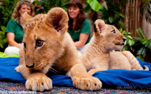 Lion-Cubs---Busch-Gardens-Tampa-3