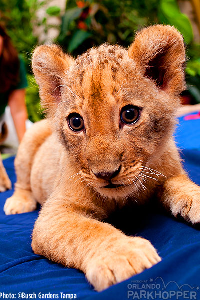 Lion-Cubs---Busch-Gardens-Tampa-4