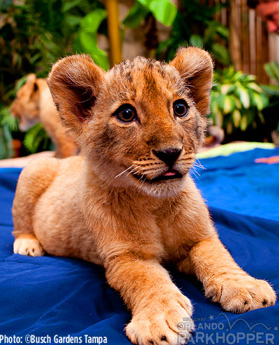 Lion-Cubs---Busch-Gardens-Tampa-5