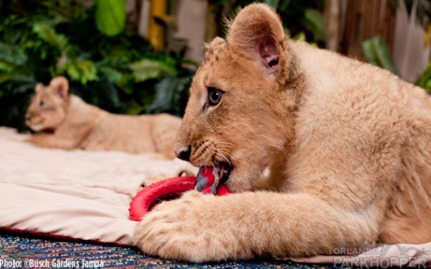 Lion-Cubs---Busch-Gardens-Tampa