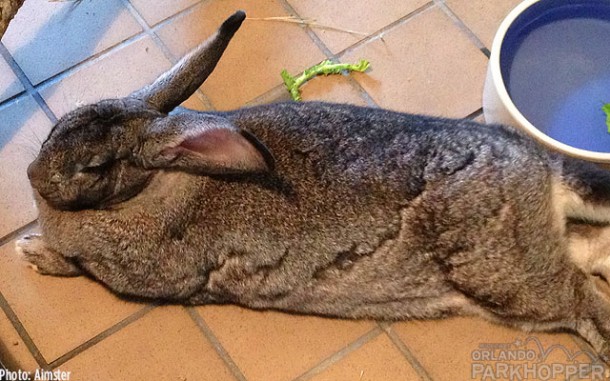 Lulu-the-Flemish-Rabbit