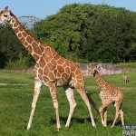 Busch-Gardens-Tampa—Baby-Giraffe