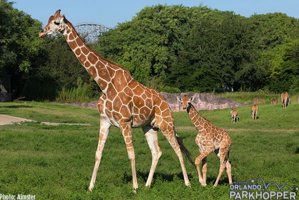 Busch-Gardens-Tampa---Baby-Giraffe