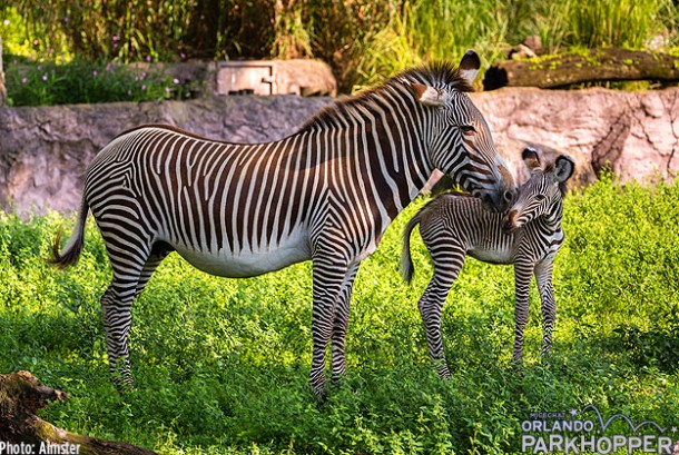 Grevys-Zebra-Born-at-Busch-Gardens-3