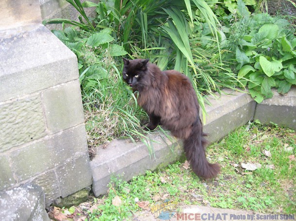 The cat in the graveyard