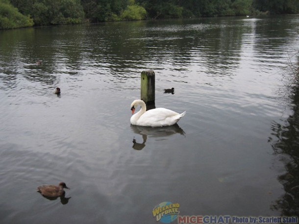 Swan with ducks in pond at Kensington Gardens