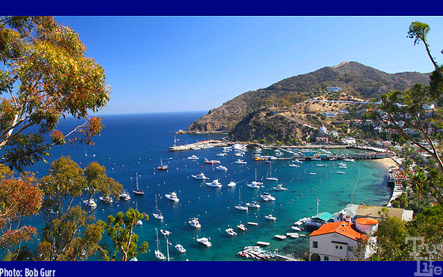 Avalon-Harbor-12