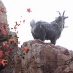 picgoat