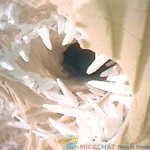 placing-more-chrystal-vortex’s