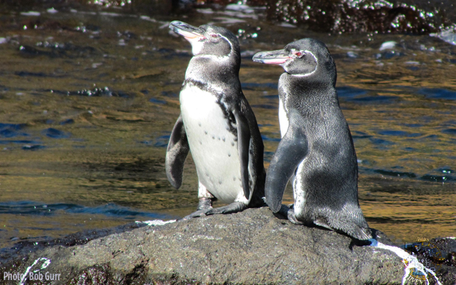 galapagos islands, Bob’s True-Life Adventures No.4, 2009 – Galapagos Islands