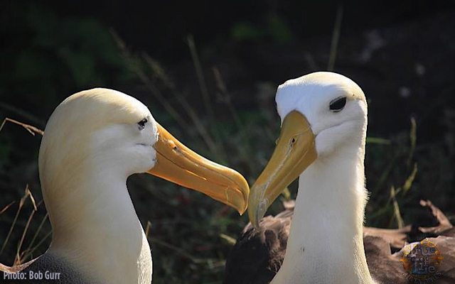 An Albatross couple discuss whatever interests them