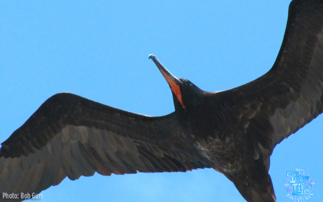 Frigate Birds can soar effortlessly for hours on light wind currents