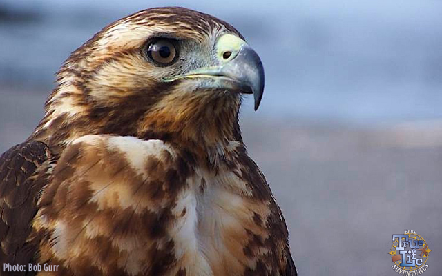 The Galapagos Hawk is right at the top of the food chain