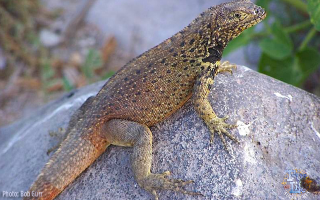 Lava Lizards are quite tame looking compared to the big iguanas