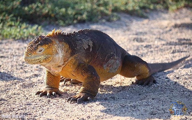 The colorful iguanas are seen in all sizes