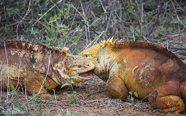 Two large male iguanas attempt to solve a territorial dispute