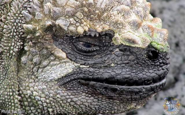 The sea iguana's hide utilizes a bird guano appearing camouflage