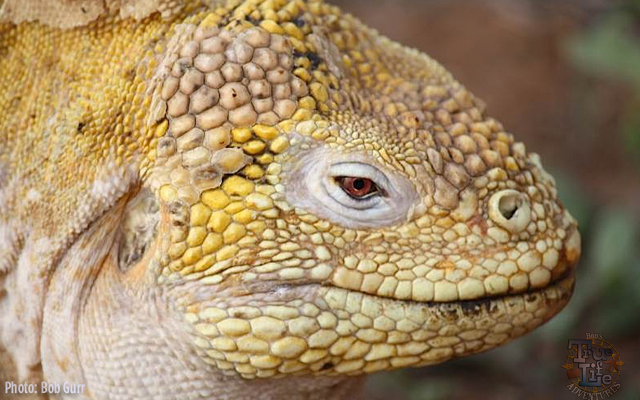 This senior iguana is a fascinating colorful sculpture