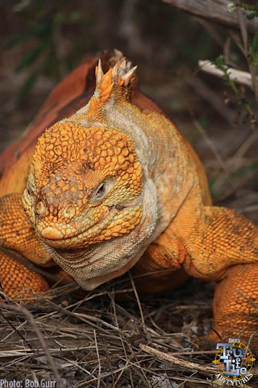 I found this big dude to be a giant classy top dog of the iguanas