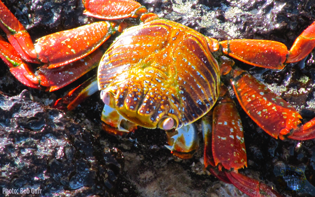 Colorful Sally Lightfoot Crab