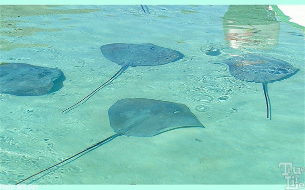 Moorea waters are filled with thousands of sting rays