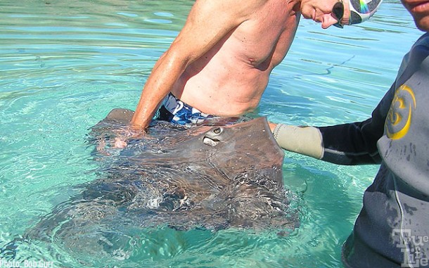 Sting rays are extremely friendly and love to be caressed