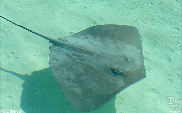 Sting rays glide right up to humans to get attention