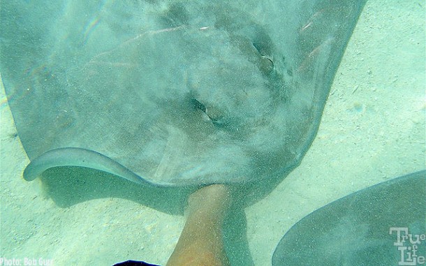 If you don't pet the sting rays, they will pet you!