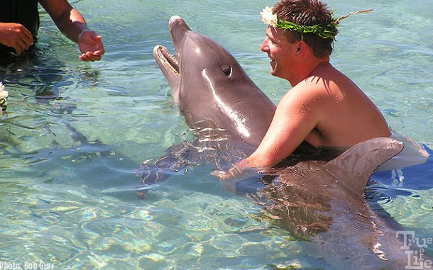 Dolphins seem eager to meet new guests