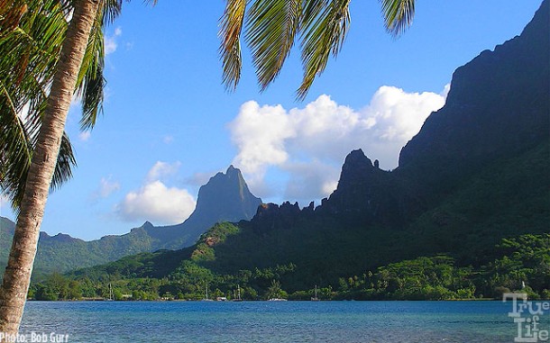 View of The Tower from Cook's Bay