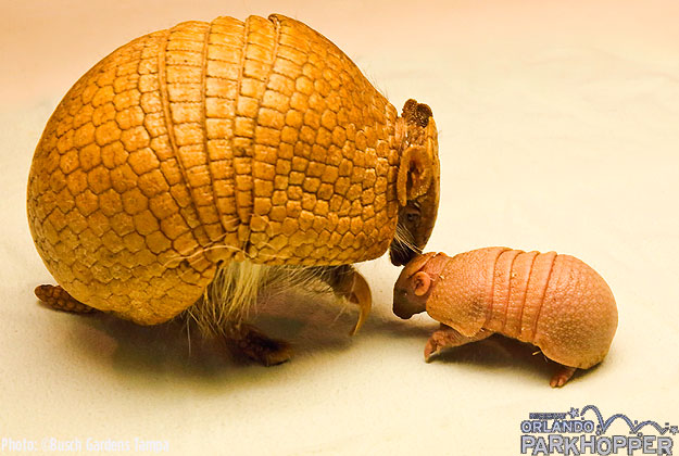 Baby_Armadillo_at_Busch_Gardens_Tampa_1