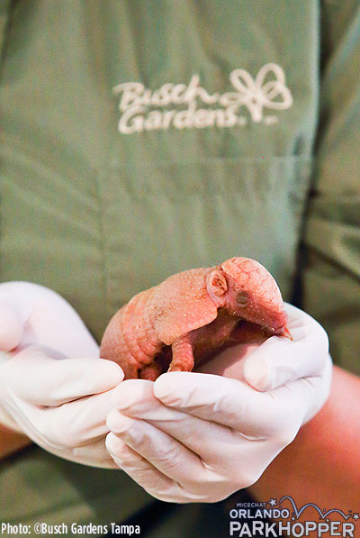 Baby_Armadillo_at_Busch_Gardens_Tampa_2