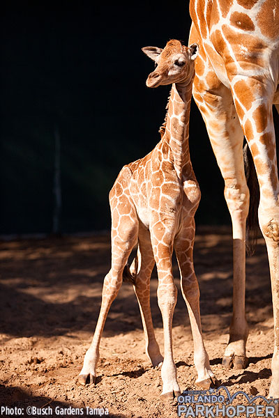 BABY GIRAFFE