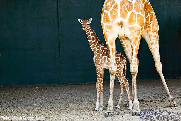 New Born Giraffe