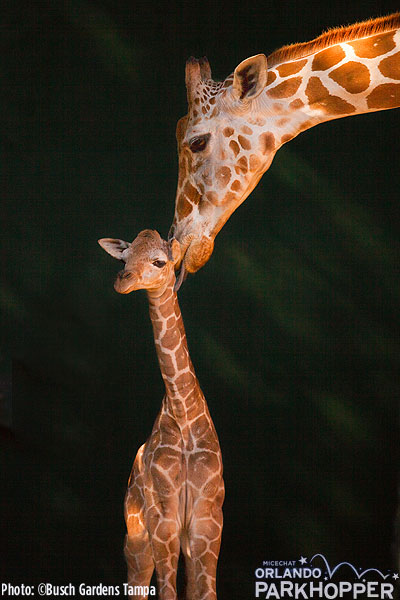 BABY GIRAFFE