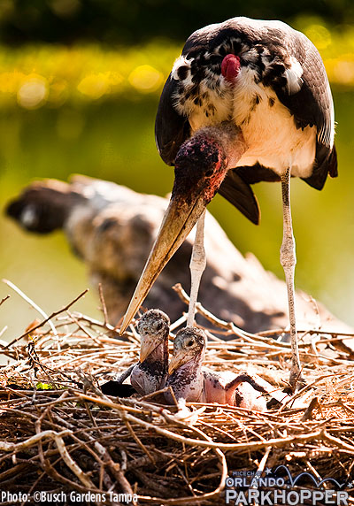 Marabou_Storks_at_Busch_Gardens_REBA_CHICKS_1