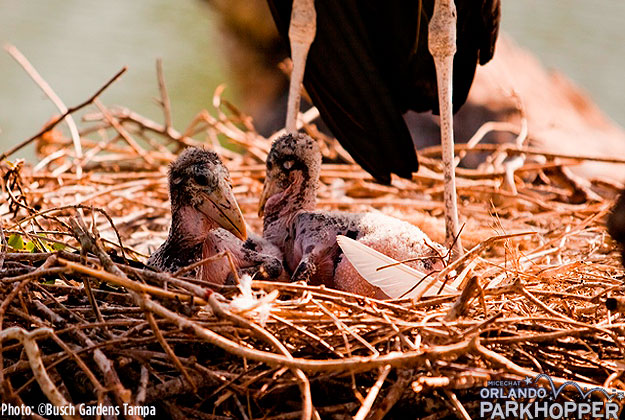 Marabou_Storks_at_Busch_Gardens_REBA_CHICKS_3