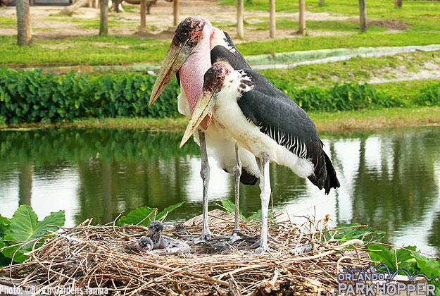 Marabou_Storks_at_Busch_Gardens_Tampa_-_Fig_Reba