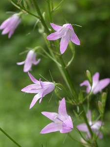 rampion