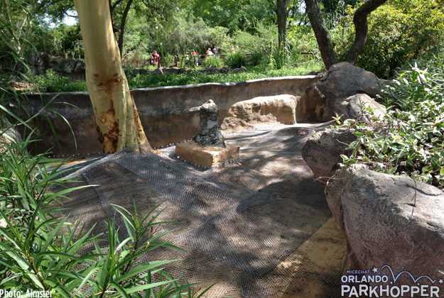 The meerkat habitat is still getting some work done.