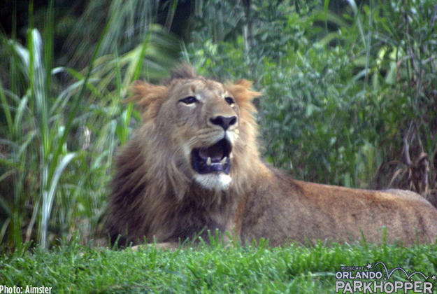 The lion cubs are now a year old. You can see Kembe's mane is growing in nicely.