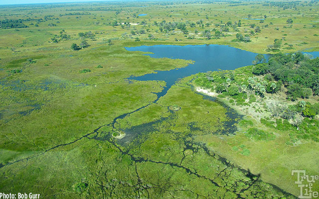 Much of the Okavango Delta is lush wetlands in addition to dry savannah