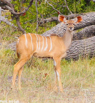 Female kudus have incredibly colorful large ears for predator detection