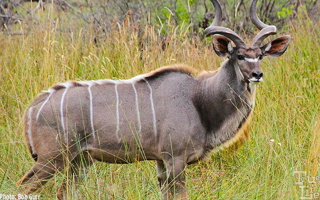 Male kudus are spectacular with their twisted horns and large neck manes