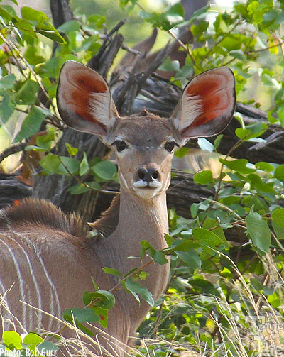 The female kudu is such a gorgeous creature with her fantastic ears